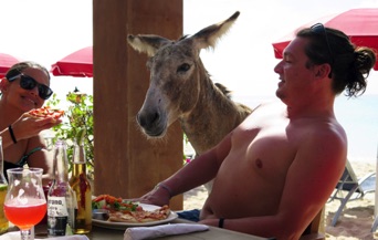 Wild donkeys lunch guests